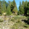 Beuil Mont Garnier Primevère 15 septembre